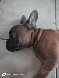 bulldog francese 