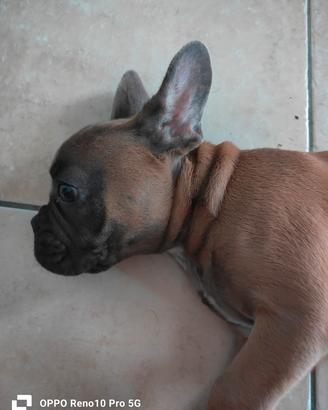 bulldog francese 
