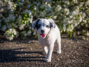 Cuccioli maschi mini due mesi