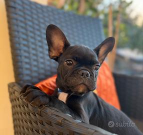 Bulldog Francese