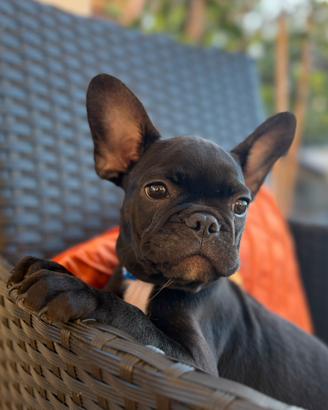 Bulldog Francese