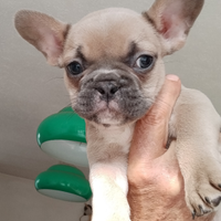 Bulldog francese esotici