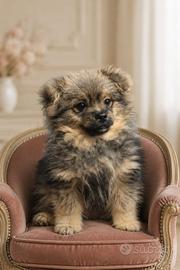 Volpino di pomerania