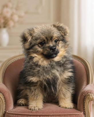 Volpino di pomerania