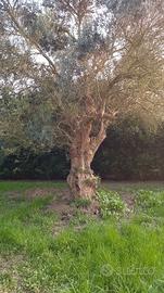 albero di ulivo