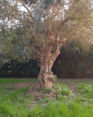albero di ulivo