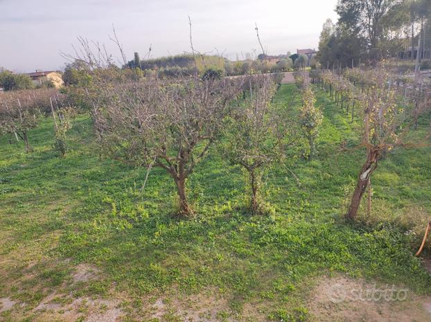 Terreno agricolo con vigneto