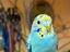 Immagine 1