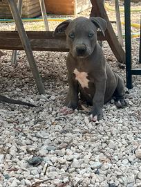 Cuccioli di Pitbull blue nose occhi ghiaccio
