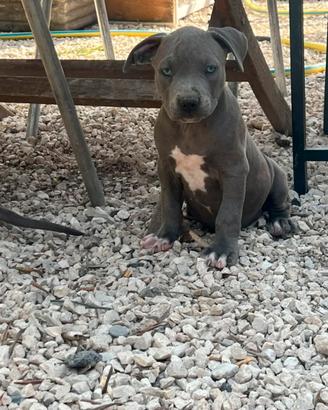 Cuccioli di Pitbull blue nose occhi ghiaccio