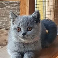 British shorthair blue