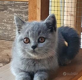 British shorthair blue