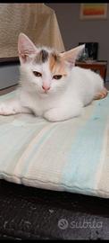 Gattina bijoux