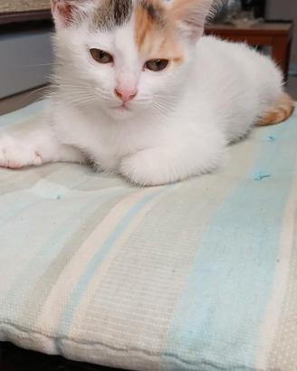 Gattina bijoux
