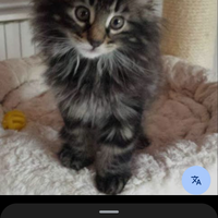 Cecasi cucciolo di norvegese delle foreste