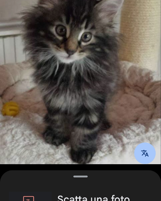 Cecasi cucciolo di norvegese delle foreste