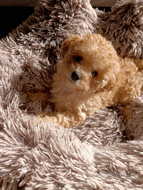 Barboncino Toy Fulvo