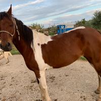 Cavalla Paint