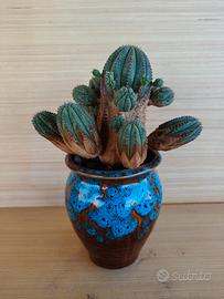 Euphorbia William Denton - Pianta succulenta Cactu