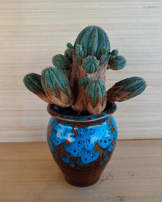 Euphorbia William Denton - Pianta succulenta Cactu