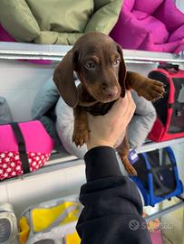 Cuccioli di bassotto coccolato keninken