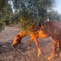 Cavalla in mezza fida