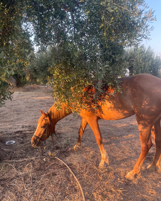 Cavalla in mezza fida