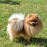 Spitz nano tedesco volpino della pomerania x accop