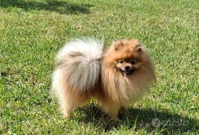 Spitz nano tedesco volpino della pomerania x accop