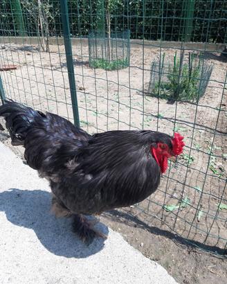 Gallo Brahma