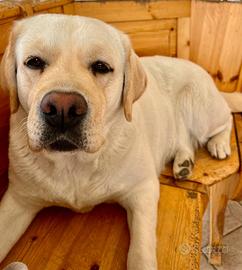 Meravigliosi cuccioli di Labrador