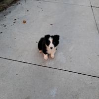 Cuccioli di border colli