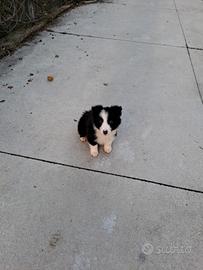 Cuccioli di border colli