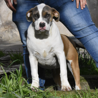 Cucciola di American Bully XL