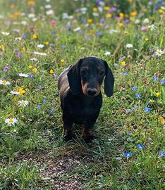 Cucciolo di bassotto