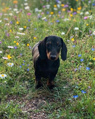 Cucciolo di bassotto