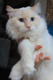 Giovane ragdoll con pedigree anfi