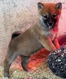 Cucciole di shiba inu