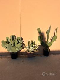 Piante grasse da esterno