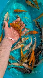 Carpa Koi pesci laghetto