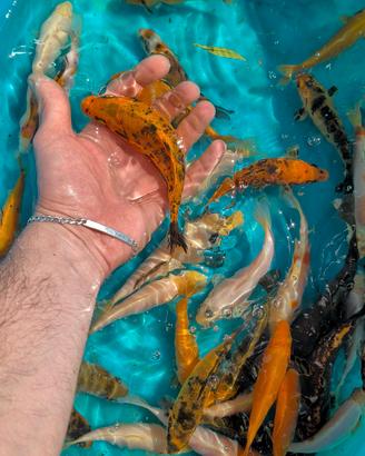 Carpa Koi pesci laghetto