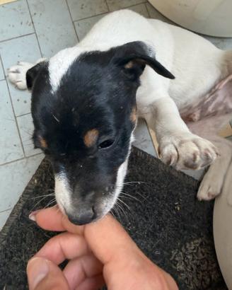 Jack russel maschio