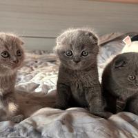 Gattine Scottish fold femmine
