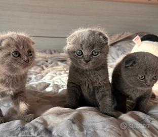Gattine Scottish fold femmine