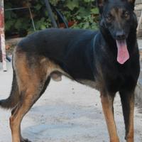 Pastore belga malinois pedigree X MONTA