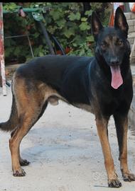 Pastore belga malinois pedigree X MONTA