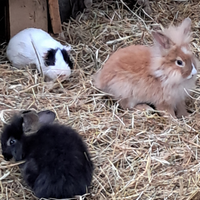 Conigli Nani e Cavie