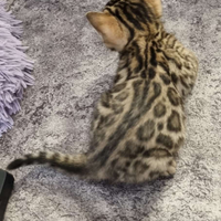 Gattini bengala brown