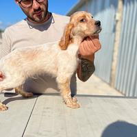Cucciolo di Setter inglese