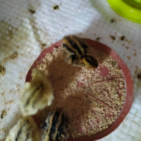 Pulcini di quaglie jumbo